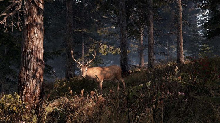 This Land Is My Land Steam Account