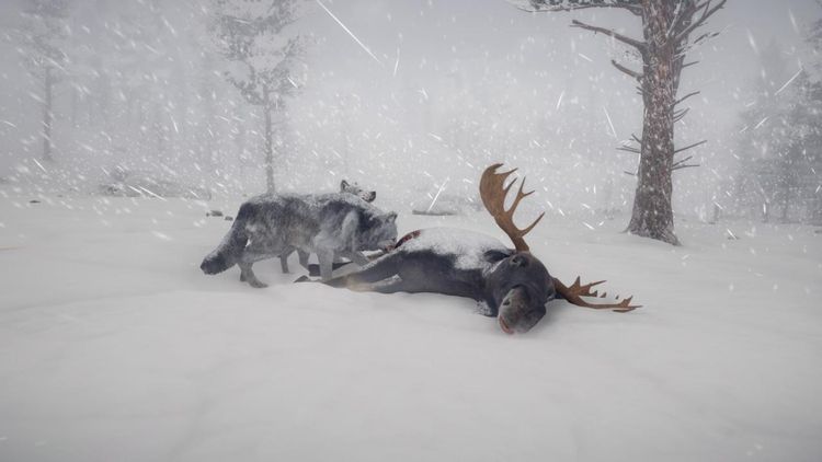 Northern Lights EU PC Steam Altergift