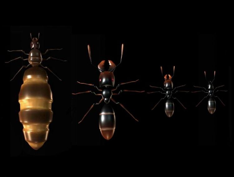 Ant Queen Steam CD Key