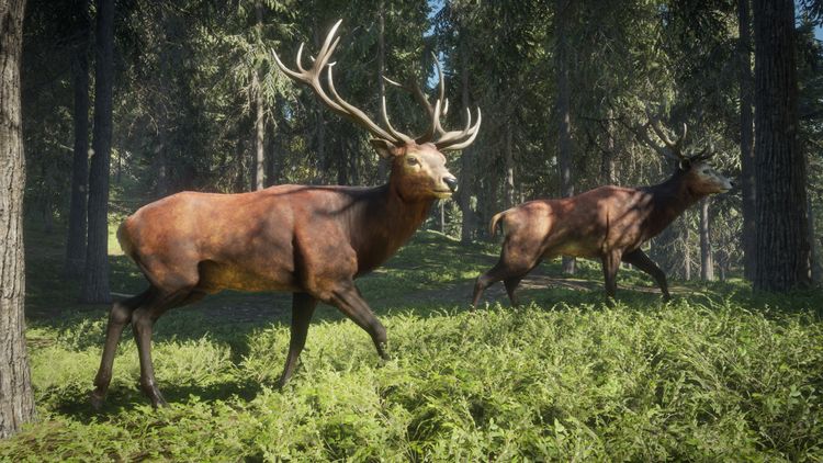 theHunter: Call of the Wild - Hunting Starter Pack Bundle PC Steam CD Key