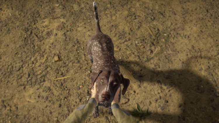 theHunter: Call of the Wild - German Shorthaired Pointer DLC PC Steam CD Key