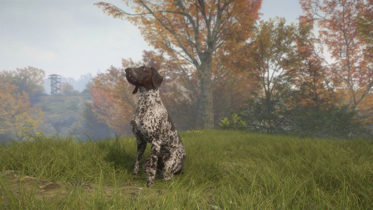 theHunter: Call of the Wild - German Shorthaired Pointer DLC PC Steam CD Key