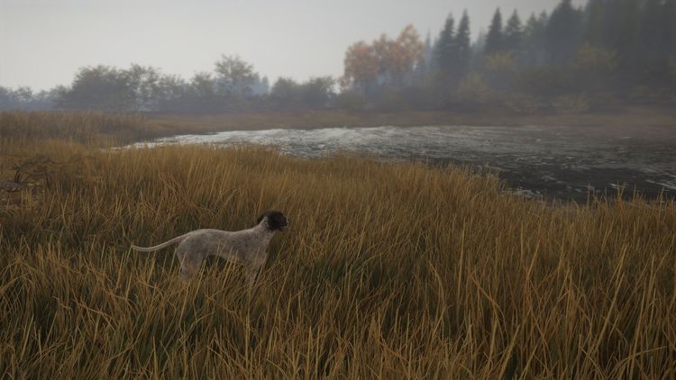 theHunter: Call of the Wild - German Shorthaired Pointer DLC PC Steam CD Key