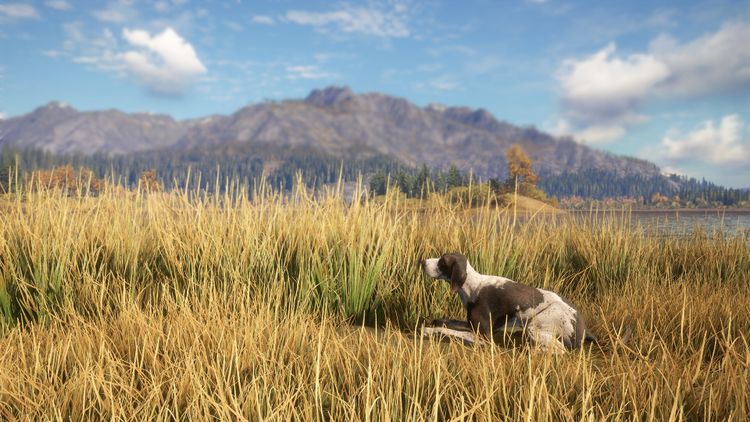 theHunter: Call of the Wild - German Shorthaired Pointer DLC PC Steam CD Key
