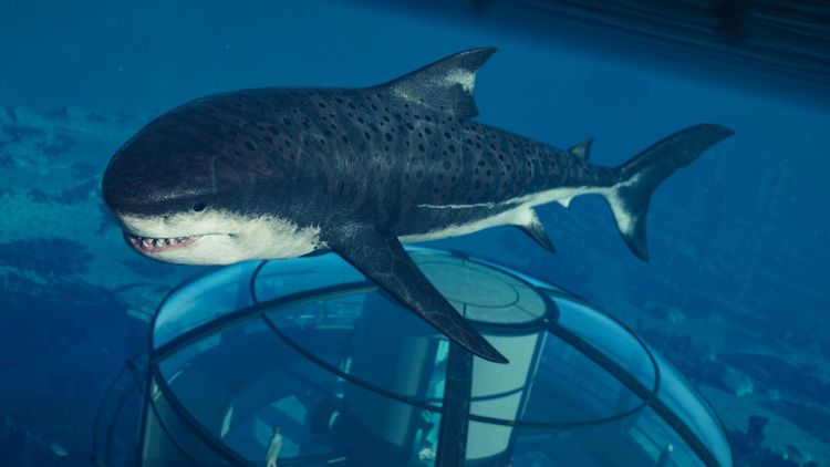 Jurassic World Evolution 2 - Park Managers' Collection Pack DLC PC Steam CD Key