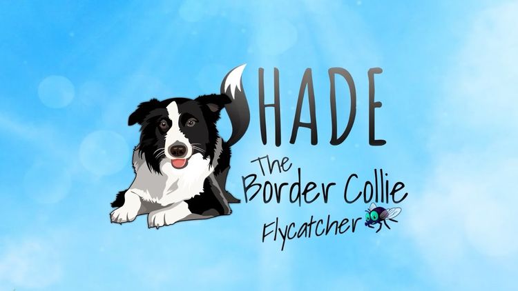 SHADE The Border Collie Flycatcher PC Steam CD Key