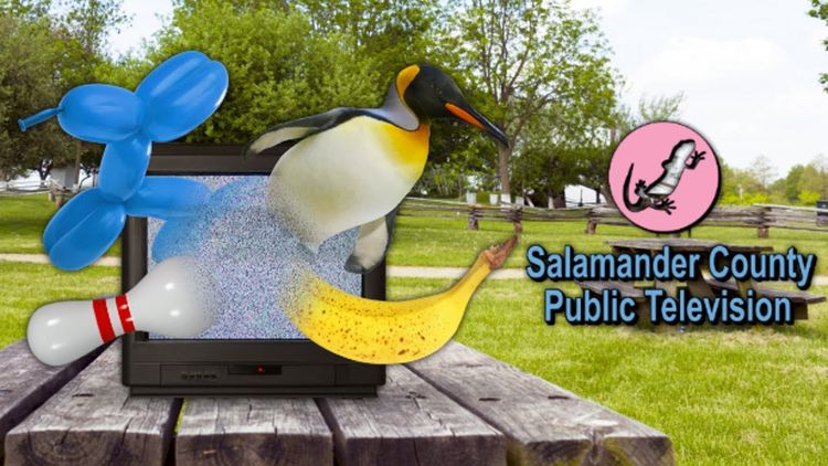 Salamander County Public Television Steam CD Key